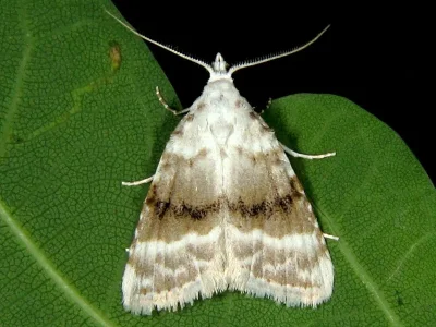 Meganola albula