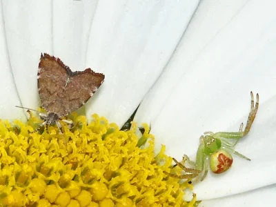 Choreutis pariana