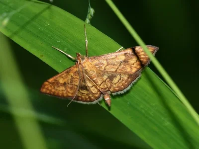 Anania verbascalis