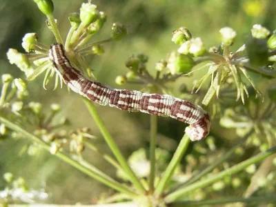 Eupithecia centaureata