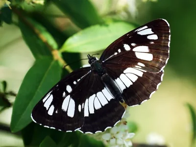 Neptis rivularis