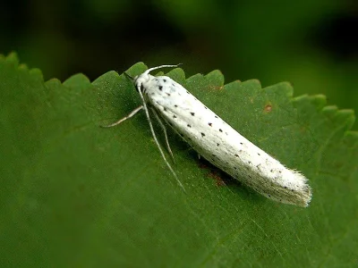 Yponomeuta evonymella