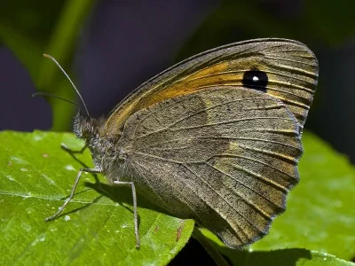 Maniola telmessia