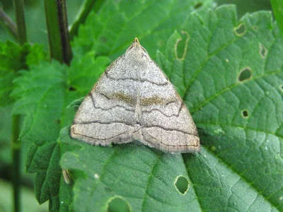 Herminia tarsicrinalis