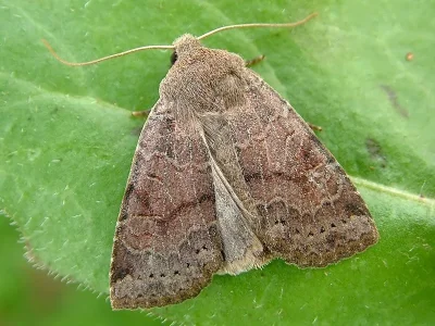 Conistra (Conistra) ligula