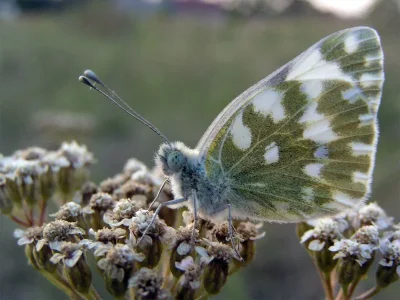 Pontia edusa