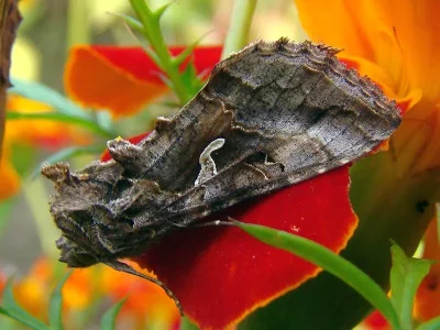Autographa gamma