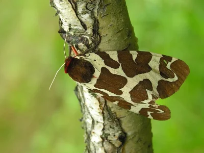 Arctia caja