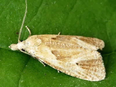 Phtheochroa inopiana
