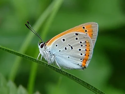 Lycaena (Thersamolycaena) dispar