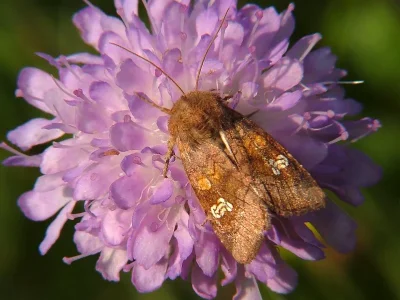 Amphipoea oculea