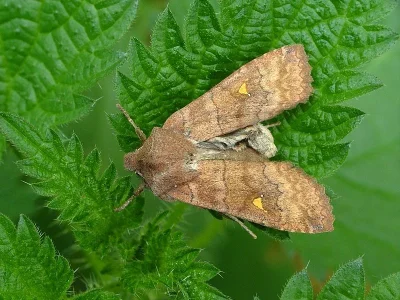 Eupsilia transversa