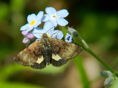 Panemeria tenebrata