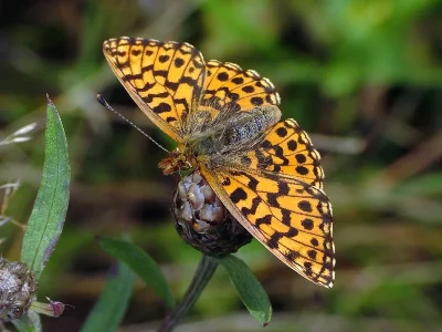 Boloria (Clossiana) dia