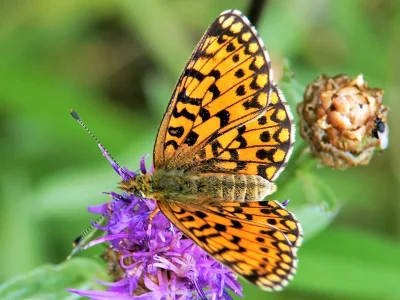 Boloria (Clossiana) selene
