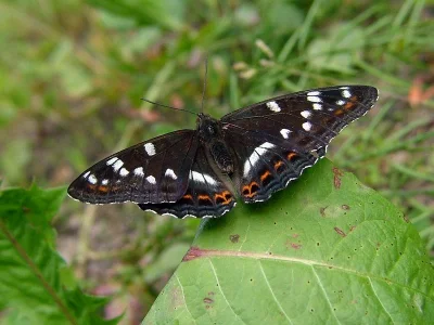 Limenitis populi