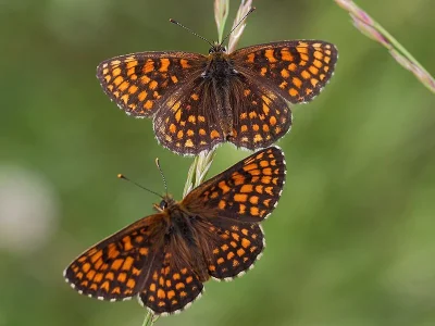 Melitaea (Mellicta) athalia