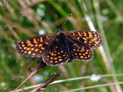 Melitaea (Mellicta) britomartis