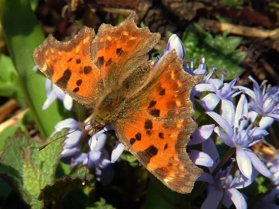Polygonia c-album