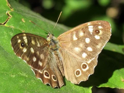 Pararge aegeria