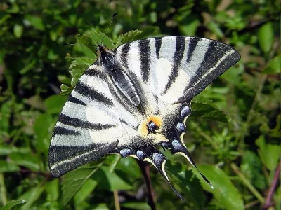 Iphiclides podalirius