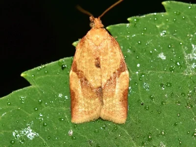 Clepsis consimilana