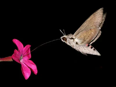 Agrius convolvuli