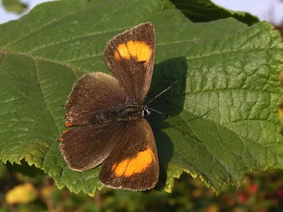 Thecla betulae