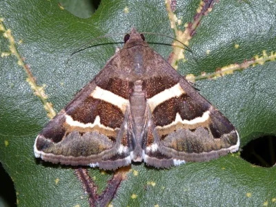 Grammodes stolida