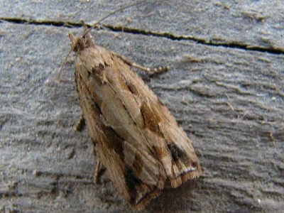 Endothenia quadrimaculana