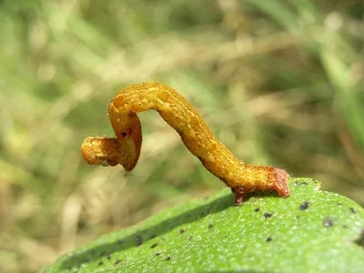 Cyclophora (C.) albipunctata