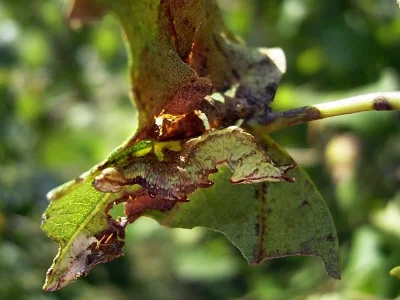 Notodonta dromedarius