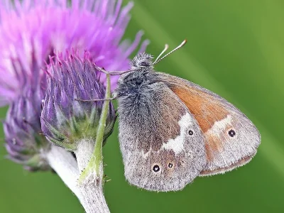 Coenonympha tullia