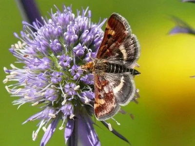 Pyrausta porphyralis