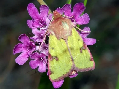 Heliothis incarnata
