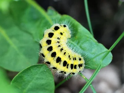 Zygaena (Zygaena) filipendulae