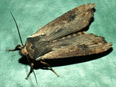 Xylena (Xylena) exsoleta
