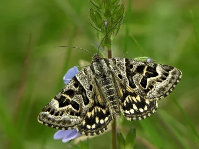 Euclidia (Callistege) mi