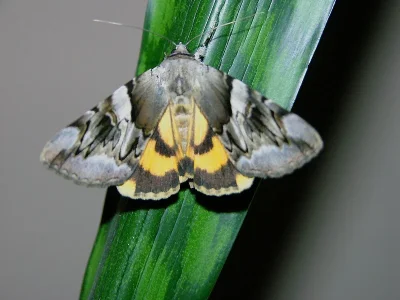 Catocala fulminea