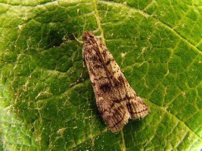 Dioryctria simplicella