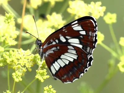 Neptis rivularis