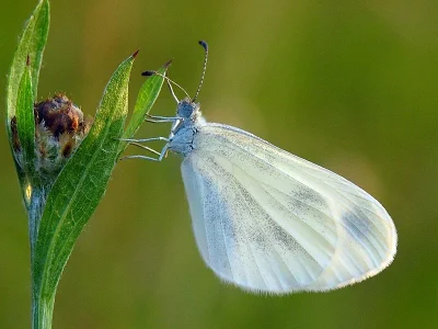 Leptidea sinapis