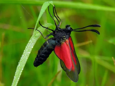 Zygaena (Mesembrynus) purpuralis