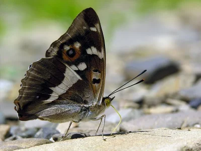 Apatura iris