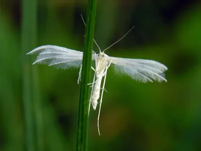Pterophorus pentadactyla