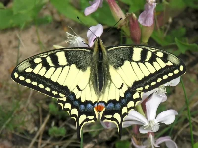 Papilio (Papilio) machaon