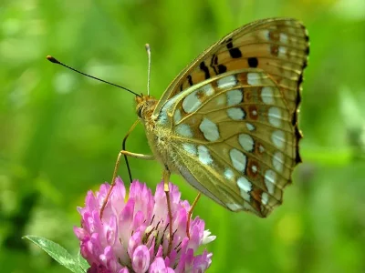 Argynnis (Fabriciana) adippe