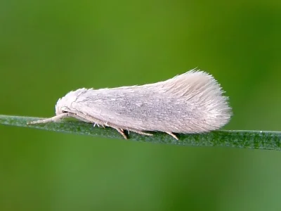 Elachista (Aphelosetia) argentella