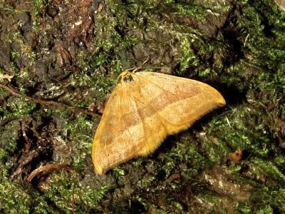 Watsonalla cultraria