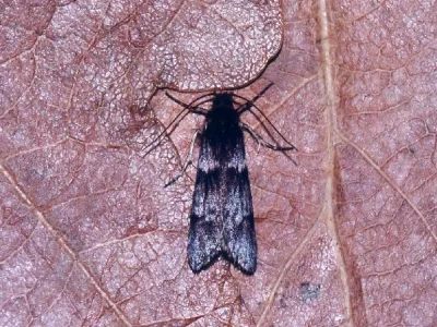 Dasystoma salicella